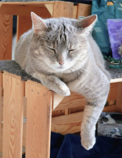 Katze auf Holzkiste
