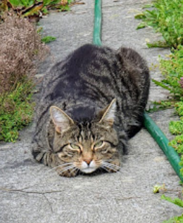 Katze Willi im Liegen
