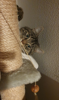 Katze Willi versteckt